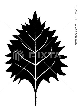 Monochrome illustration and icon of shiso (green shiso) with clearly visible veins Monochrome illustration and icon of shiso (green shiso) with clearly visible veins 136392385