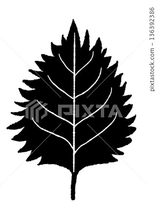 Monochrome illustration and silhouette of perilla (red shiso) with jagged leaves Monochrome illustration and silhouette of perilla (red shiso) with jagged leaves 136392386