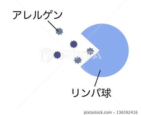 吸收過敏原的淋巴球 吸收過敏原的淋巴球 136392416