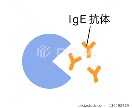 Lymphocytes that produce IgE antibodies to eliminate allergens 136392419