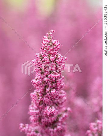 Lovely pink Erica blooms in the flowerbed 136392435