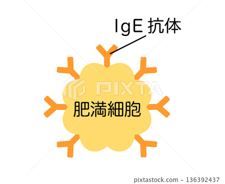 附著IgE抗體的肥大細胞 附著IgE抗體的肥大細胞 136392437