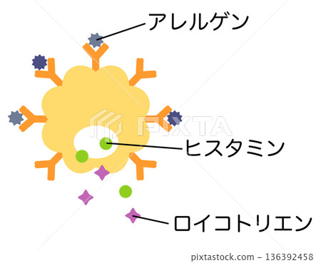 肥大細胞：當過敏原與 IgE 抗體結合時，會釋放組織胺和白三烯。 136392458