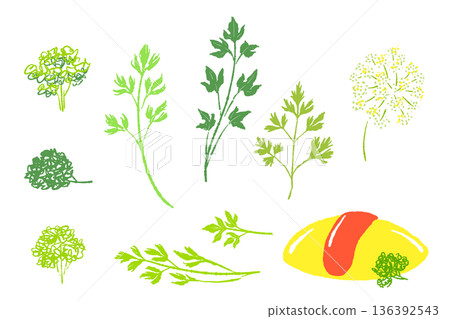 Parsley Variation Set: Assorted Illustrations of Curly Parsley, Italian Parsley, and Omelette 136392543