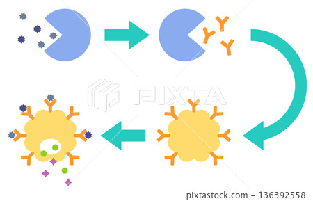 How allergies develop: The mechanism of hay fever 136392558