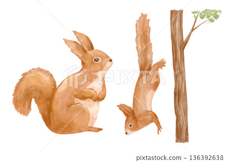 Watercolor realistic squirrel and tree. Nature illustration featuring woodland animals perfect for cards and posters. 136392638