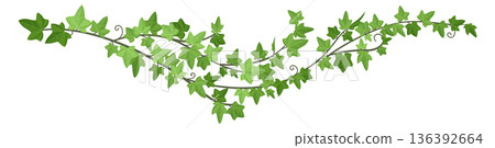 Liana green border. Decorative ivy horizontal divider 136392664
