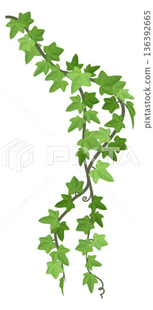 Climbing vine. Green ivy creeper branch border Climbing vine. Green ivy creeper branch border 136392665