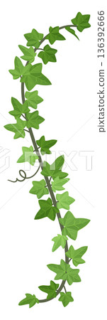 Decorative green creeper. Hanging plant growing branch 136392666