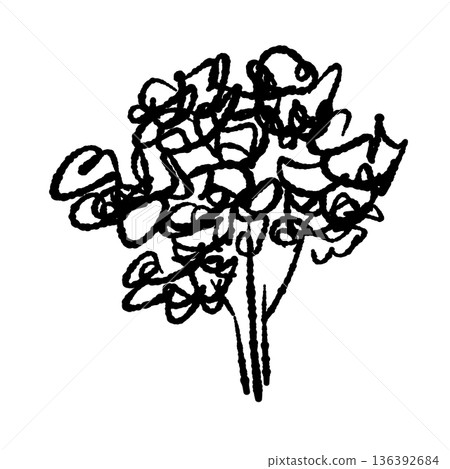 Hand-drawn monochrome illustration and line drawing of curly parsley Hand-drawn monochrome illustration and line drawing of curly parsley 136392684