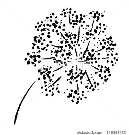 歐芹花單色插圖,繖形花序素描,由許多小花組成 歐芹花單色插圖,繖形花序素描,由許多小花組成 136392685