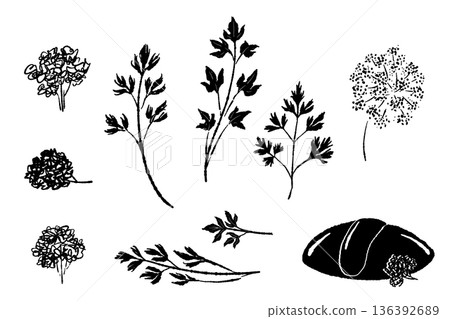 Monochrome illustration set of parsley. Assorted line drawings of curly parsley, Italian parsley, and omelette. Monochrome illustration set of parsley. Assorted line drawings of curly parsley, Italian parsley, and omelette. 136392689