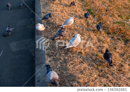 【野鳥】棲息在江戶川河中的岩鴿和黑頭鷗 【野鳥】棲息在江戶川河中的岩鴿和黑頭鷗 136392881