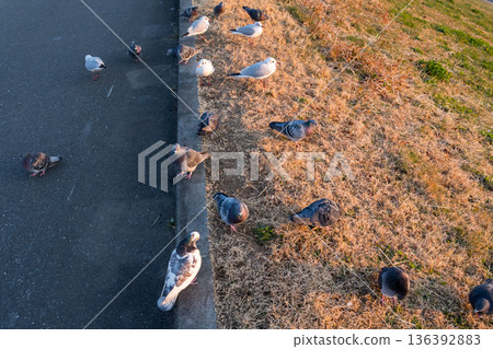 [Wild birds] Rock doves and black-headed gulls resting in the Edogawa River 136392883