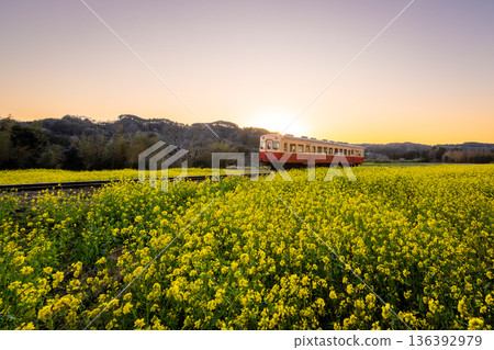 Kominato Railway running through a rapeseed flower field at dusk 136392979