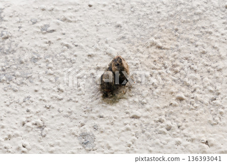 Bird droppings 136393041