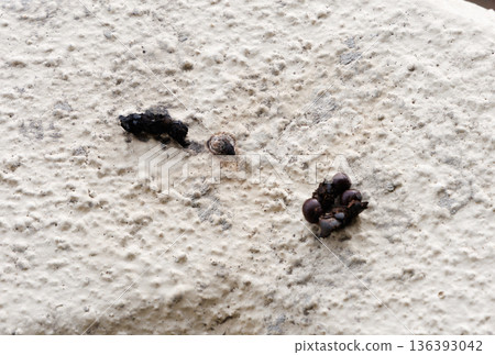 Bird droppings 136393042