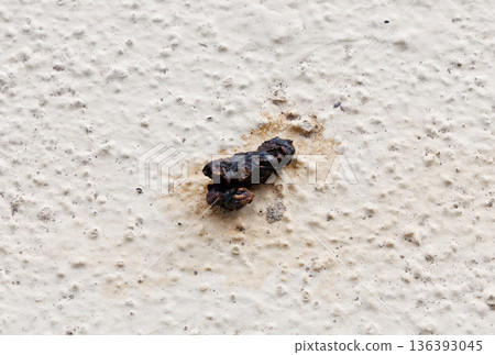 Bird droppings Bird droppings 136393045