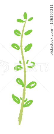一根筆直的百里香莖的示意圖。新鮮的葉狀香草材質。 136393311