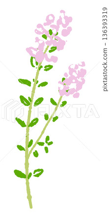 一幅描繪百里香枝條的插圖，枝條上開滿了花。這是一幅非常美麗的香草圖片。 136393319
