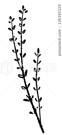 Monochrome illustration of two thyme stems lined up Silhouette for cooking background or accent Monochrome illustration of two thyme stems lined up Silhouette for cooking background or accent 136393329