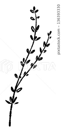 Monochrome illustration of crossed thyme branches. Silhouette material suitable for casual decoration. Monochrome illustration of crossed thyme branches. Silhouette material suitable for casual decoration. 136393330