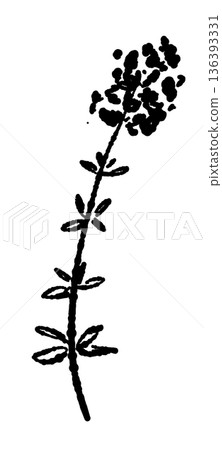 Monochrome illustration of blooming thyme. Silhouette of a cute flowering herb. Monochrome illustration of blooming thyme. Silhouette of a cute flowering herb. 136393331