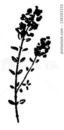 一幅黑白插圖,描繪了一枝開滿花朵的百里香。優美的草本植物輪廓。 一幅黑白插圖,描繪了一枝開滿花朵的百里香。優美的草本植物輪廓。 136393333