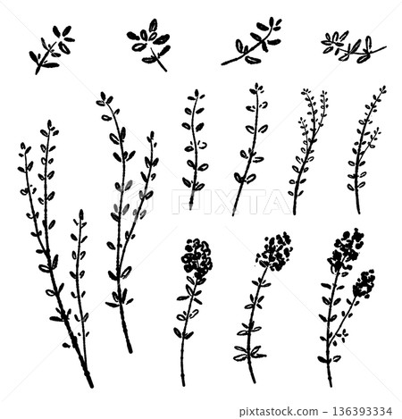一組單色插圖,包含百里香的葉子、莖和花朵輪廓。 一組單色插圖,包含百里香的葉子、莖和花朵輪廓。 136393334
