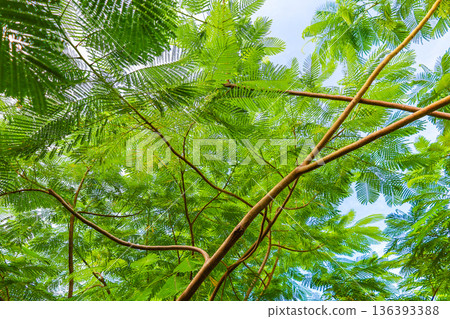 A landscape of fern leaves A landscape of fern leaves 136393388