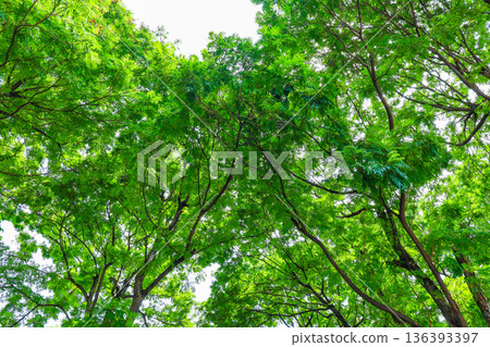 新鮮的綠色和陽光 新鮮的綠色和陽光 136393397