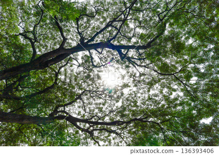 Fresh green and sunbeams 136393406