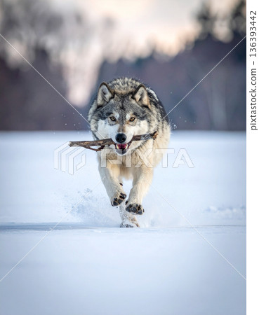 A majestic gray wolf loses its dignity while sliding ungracefully across a frozen river chasing a stick. 136393442