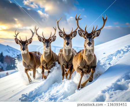 Four deer look completely bewildered as they slide uncontrollably down a steep icy hill on their bellies. Four deer look completely bewildered as they slide uncontrollably down a steep icy hill on their bellies. 136393451