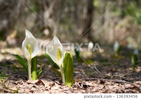 Skunk cabbage blooming in the spring forest - the breath of white flowers spreading across the wetlands 136393456