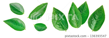 Bilberry or blueberry leaf isolated on white background with full depth of field. Top view. Flat lay 136393547