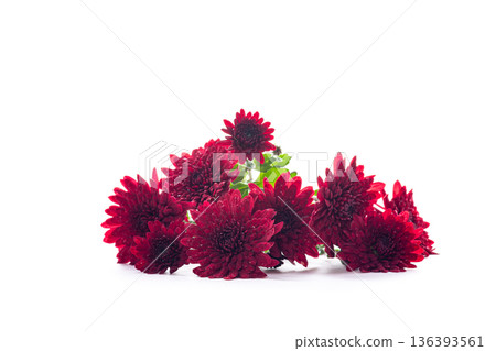 Beautiful red chrysanthemum flowers isolated on white background Beautiful red chrysanthemum flowers isolated on white background 136393561