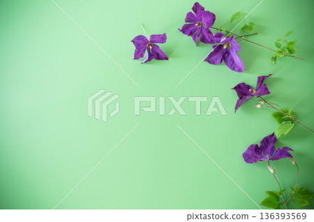 blooming clematis isolated from above on greeting background blooming clematis isolated from above on greeting background 136393569