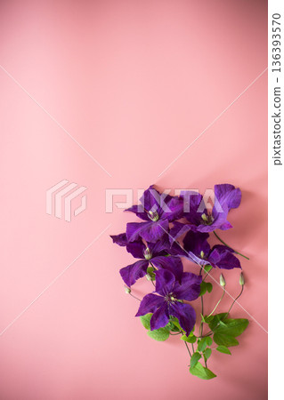 purple clematis branch on pink background top purple clematis branch on pink background top 136393570
