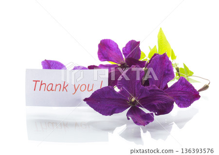 Isolated branch of clematis with petals on white 136393576