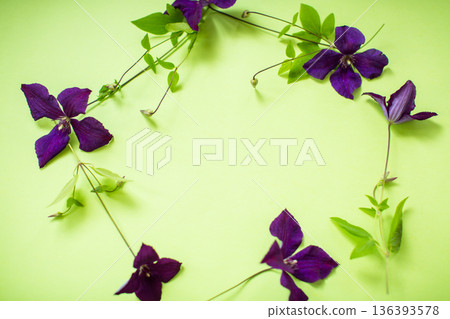 Bright purple clematis on natural green background 136393578