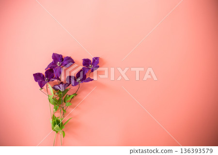 Bright purple clematis on natural pink background Bright purple clematis on natural pink background 136393579