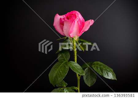 Isolated pink rose on black background Isolated pink rose on black background 136393581