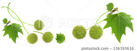 fruit and leaves of sycamore plane tree isolated on white bacground. Top view with copy space for your text. Flat lay 136393616
