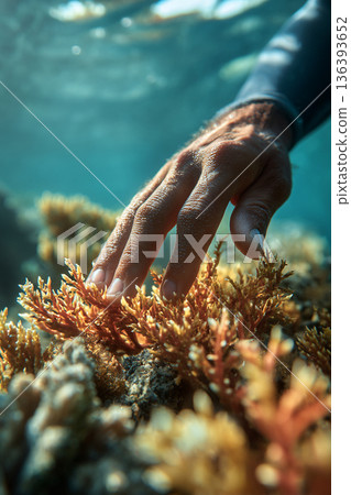 A close-up of a freediver's hand gently touching a vibrant coral, showing respectful interaction with the delicate marine environment. A close-up of a freediver's hand gently touching a vibrant coral, showing respectful interaction with the delicate marine environment. 136393652