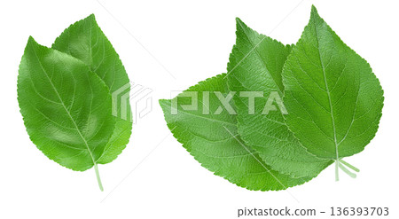 Apple leaf isolated on white background . 136393703