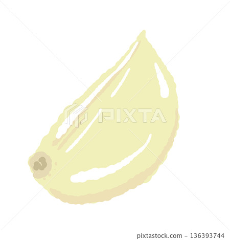 Illustration of a peeled garlic clove, shiny fresh grain material 136393744