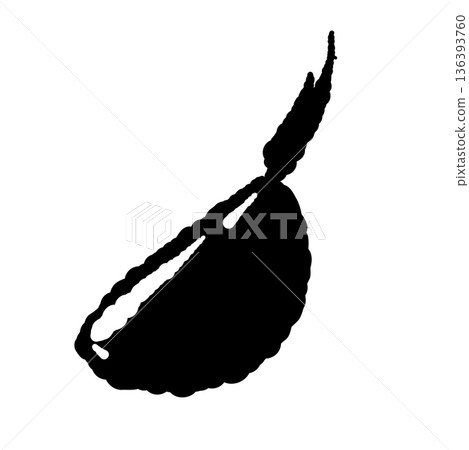 Monochrome illustration of a piece of garlic cut in half, cross-section silhouette showing the core and buds 136393760