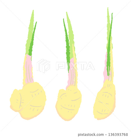 葉薑(谷中薑)插圖,新鮮嫩薑帶莖。 葉薑(谷中薑)插圖,新鮮嫩薑帶莖。 136393768