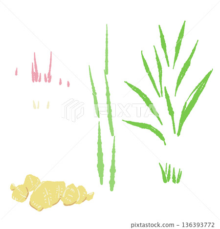 生薑栽培及生長部位圖集:植物葉、莖、根、芽的示意圖 生薑栽培及生長部位圖集:植物葉、莖、根、芽的示意圖 136393772